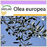 SAFLAX - Olivier - 20 graines - Olea europea