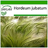 SAFLAX - Orge à crinière - 70 graines - Avec substrat - Hordeum jubatum