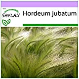 SAFLAX - Orge à crinière - 70 graines - Hordeum jubatum