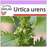 SAFLAX - Ortie brûlante - 150 graines - Urtica urens