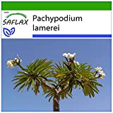 SAFLAX - Palmier de Madagascar - 10 graines - Avec substrat - Pachypodium lamerei