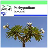 SAFLAX - Palmier de Madagascar - 10 graines - Pachypodium lamerei