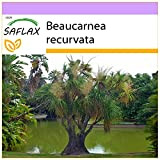 SAFLAX - Pied d'éléphant - 10 graines - Beaucarnea recurvata