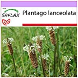 SAFLAX - Plantain lancéolé - 100 graines - Plantago lanceolata