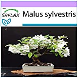 SAFLAX - Pommier sauvage - 30 graines - Malus sylvestris