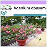 SAFLAX - Rose du désert - 8 graines - Adenium obesum