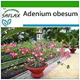 SAFLAX - Rose du désert - 8 graines - Avec substrat - Adenium obesum