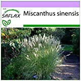 SAFLAX - Roseau de Chine - 200 graines - Miscanthus sinensis