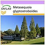 SAFLAX - Sapin d'eau - 60 graines - Metasequoia glyptostroboides