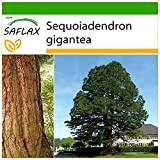 SAFLAX - Séquoia géant - 50 graines - Avec substrat - Sequoiadendron gigantea