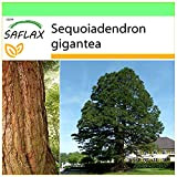 SAFLAX - Séquoia géant - 50 graines - Sequoiadendron gigantea