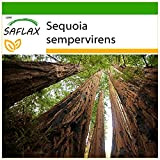 SAFLAX - Séquoia sempervirens - 50 graines - Avec substrat - Sequoia sempervirens