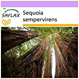 SAFLAX - Séquoia sempervirens - 50 graines - Sequoia sempervirens