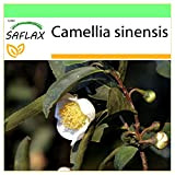 SAFLAX - Théier - 6 graines - Camelia sinensis