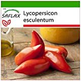 SAFLAX - Tomate Cornue des Andes - 10 graines - Avec substrat - Lycopersicon esculentum
