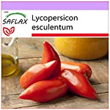 SAFLAX - Tomate Cornue des Andes - 10 graines - Lycopersicon esculentum