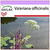 SAFLAX - Valériane officinale - 200 graines - Valeriana officinalis