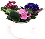 Saintpaulia Tris, 3 plantes, pot en céramique sphérique, blanc, violet africain, plante véritable