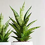 Sansevieria Tough Lady à Feuillage Persistant | Plante d'intérieur à Vendre (de 30 à 40 cm avec pot)
