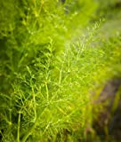 Sauvage Fenouil ~ 100 ~ graines importées Heirloom italien Herb plantes ornementales