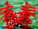 Scarlet Red Sage Seeds 30+ Salvia coccinea Tropical Sage, Blood Sage, Texas Sage, Salvia Coccinea - Wildflower Seeds