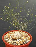 SCHIZOBASIS intricata exotiques rares graines de cactus oignon bonsaïs fleur caudex 15 graines