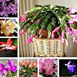 Schlumbergera Lot de 20 graines de cactus pour pot de fleurs Bonsaï Purifiant Air Plant – Schlumbergera Graines de fleurs ...