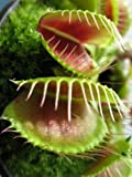 Seedeo Kit de culture de Dionée attrape-mouche (Dionaea muscipula)