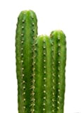 Seeds 20 San Pedro Cactus Semi Trichocereus pachanoi Cerimoniale pianta decorativa