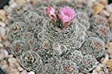 Seeds Gymnocalycium Bruchi esotici rari cactus cactus voce bonsai semi di cactus 50 SEMI