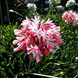 seedsown AGAPANTHUS Africaine Lily Rose Graines