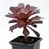 seedsown Arbre Rose Noir - Aeonium arboreum - Rare - Facile à cultiver! - 3" Pot