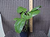 seedsown Bryophyllum pinnatum - Plant Life, Miracle Feuille, Kalanchoe - 4 Plantes