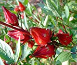 seedsown Hibiscus sabdariffa, Hibiscus Rosella, Croissance Rapide et la Floraison, 10 graines