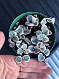 seedsown Panachées (tri-Couleur) Chaîne de Coeurs Succulent Plant (4 Pouces Pot)