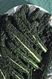 Seekay Chou Frisé 'Noir Toscane' (Kale) Environ 1200 Graines