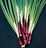 Seekay Ciboule Onion Rouge 'Allium Fistulosum' Environ 100 Graines