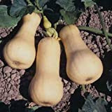 Seekay Hiver Courge Waltham Butternut 10 Graines