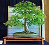 Seifu Graines Bonsai graines 20pcs / lot métaséquoia Bonsai Tree Grove - Metasequoia glyptostroboides bricolage maison de jardinage