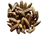 Seigle Bio Bonfire - 40 grammes - Secale Cereale L. - Rye - (Engrais vert) - SEM06