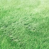 Semences de l'herbe, 1 sac vert Semence Bafouer résistant Bonne résistance à l'Ombre Vert foncé saison pelouse Builder pour Ideal ...