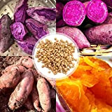Semences pour planter, 1 sac de graines de patates douces délicieuses naturelles violettes pour serre – Graines de patates douces ...