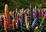 Semez Right Seeds - 2000 graines de Russell Lupin à planter - Graines héritage sans OGM; Jardinage merveilleux