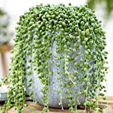 Senecio Rowleyanus retombant – Plante Collier de perles | Succulente d’intérieur en pot (20-30 cm de hauteur, pot inclus)