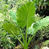 Serapacm Alocasia,Oreille d'éléphant,plante verte aux feuilles énormes,taux de survie élevé,facile à cultiver.