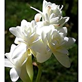 Serapacm Bulbes à Fleurs |Bulbes de tubéreuse| tubéreuse blanche élégants et beaux adaptés à la décoration de plantation d'intérieur -5 ...