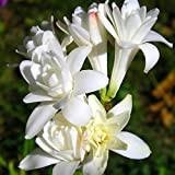 Serapacm Bulbes de tubéreuse |bulbes à fleurs| tubéreuse blanche élégants et beaux adaptés à la décoration de plantation d'intérieur.5 Bulbes