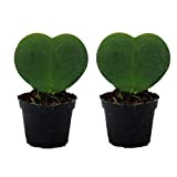 Set de 2 plantes Hoya kerii - feuille de coeur, plante de coeur ou petite chérie - en pot de ...