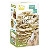 SETAS POCKET - CHAMPIGNONS AUTO-CULTIVANTS - Cultivez des champignons à la maison en seulement 10 jours.