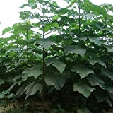 Shantong Hybrid - Paulownia Shan Tong 100 Tree Seeds.